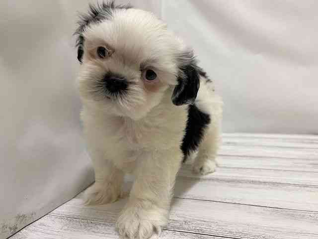 和歌山県のシーズー (ひごペットフレンドリーパームシティ和歌山店/2026年2月22日生まれ/女の子/ブラックホワイト)の子犬の3枚目の画像