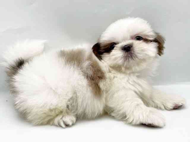 奈良県のシーズー (ひごペットフレンドリートナリエ大和高田店/2026年2月22日生まれ/男の子/ゴールドホワイト)の子犬の3枚目の画像