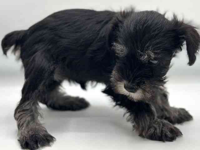 香川県のミニチュアシュナウザー (ひごペットフレンドリーゆめタウン高松店/2026年2月22日生まれ/女の子/ブラックシルバー)の子犬の3枚目の画像