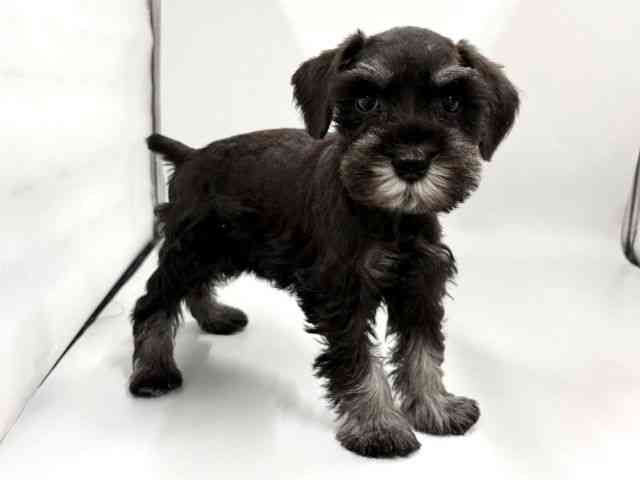 京都府のミニチュアシュナウザー (ひごペットフレンドリー京都店/2026年2月22日生まれ/女の子/ブラックシルバー)の子犬の3枚目の画像