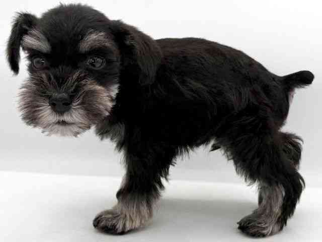 大阪府のミニチュアシュナウザー (ひごペットフレンドリーイオンそよら海老江店/2026年2月22日生まれ/男の子/ブラックシルバー)の子犬の3枚目の画像