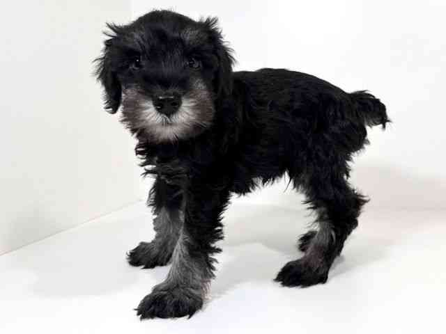 兵庫県のミニチュアシュナウザー (ひごペットフレンドリーイトーヨーカドー明石店/2026年2月22日生まれ/男の子/ブラックシルバー)の子犬の3枚目の画像