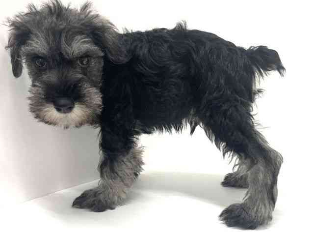 大阪府のミニチュアシュナウザー (ひごペットフレンドリーくずはモール店/2026年2月22日生まれ/男の子/ソルトペッパー)の子犬の3枚目の画像