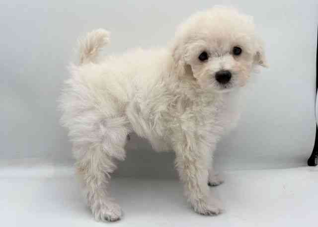 島根県のトイプードル(トイ) (ひごペットフレンドリーイオン松江ショッピングセンター店/2026年2月21日生まれ/男の子/ホワイト)の子犬の3枚目の画像