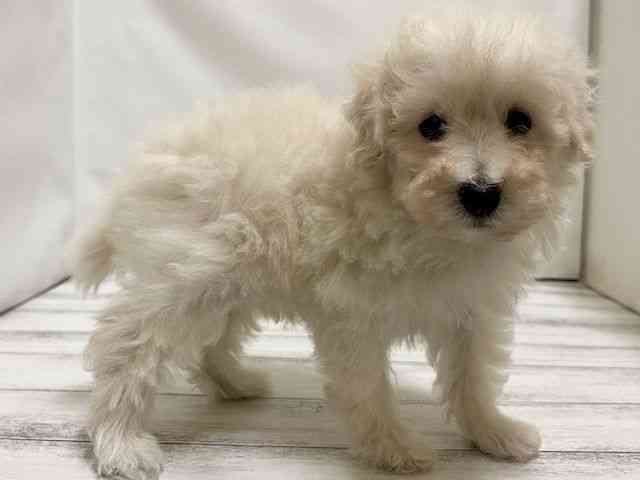 和歌山県のトイプードル(トイ) (ひごペットフレンドリーパームシティ和歌山店/2026年2月21日生まれ/男の子/ホワイト)の子犬の3枚目の画像