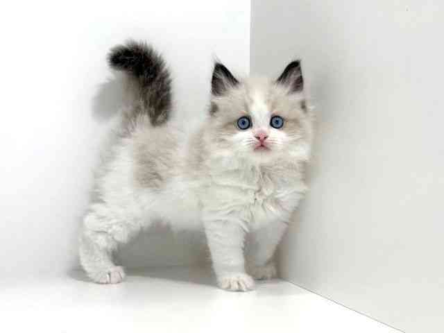 兵庫県のラグドール (ひごペットフレンドリーイトーヨーカドー明石店/2026年2月21日生まれ/男の子/シールポイントバイカラー)の子猫の3枚目の画像