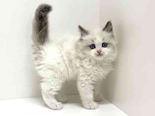 大阪府のラグドール (ひごペットフレンドリーくずはモール店/2026年2月21日生まれ/男の子/ブルーポイントバイカラー)の子猫の3枚目の画像