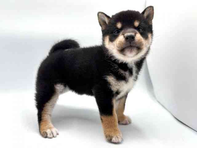 奈良県の柴犬(標準サイズ) (ひごペットフレンドリー田原本店/2026年2月22日生まれ/女の子/黒)の子犬の3枚目の画像