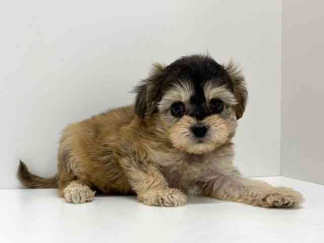 大阪府のチワプー/プーチー(チワワ×プードル) (ひごペットフレンドリーくずはモール店/2026年2月21日生まれ/男の子/レッド)の子犬の3枚目の画像