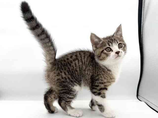 大阪府のマンチカン (ひごペットフレンドリーイオンそよら海老江店/2026年2月15日生まれ/男の子/ブラウンタビーホワイト)の子猫の3枚目の画像