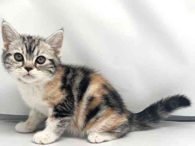 京都府のスコティッシュフォールド (ひごペットフレンドリー洛北阪急スクエア店/2026年2月21日生まれ/女の子/シルバーパッチドタビーホワイト)の子猫の3枚目の画像