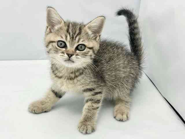 大阪府のミヌエット (ひごペットフレンドリーイトーヨーカドー津久野店/2026年2月22日生まれ/男の子/ブラウンタビー)の子猫の3枚目の画像