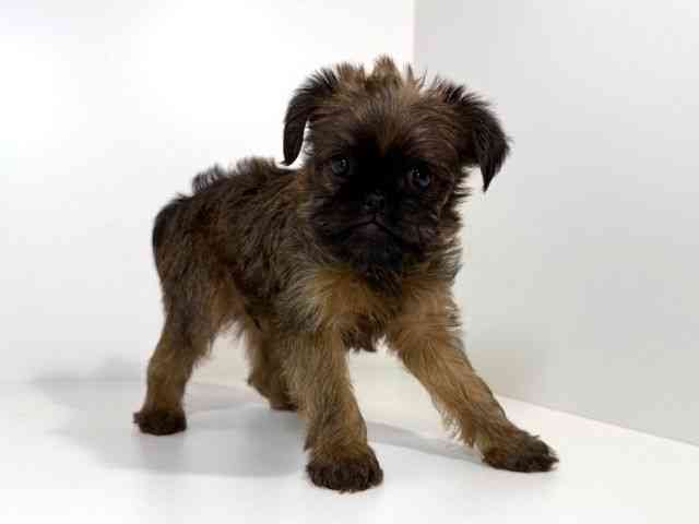 兵庫県のブリュッセルグリフォン (ひごペットフレンドリーイトーヨーカドー明石店/2026年2月21日生まれ/男の子/レッド)の子犬の3枚目の画像