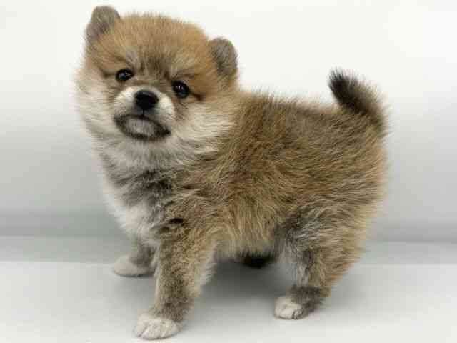 大阪府のポメ柴/豆ポメ/ポメ豆柴(ポメラニアン×柴犬) (ひごペットフレンドリーららぽーとEXPOCITY店/2026年2月22日生まれ/女の子/オレンジ)の子犬の3枚目の画像