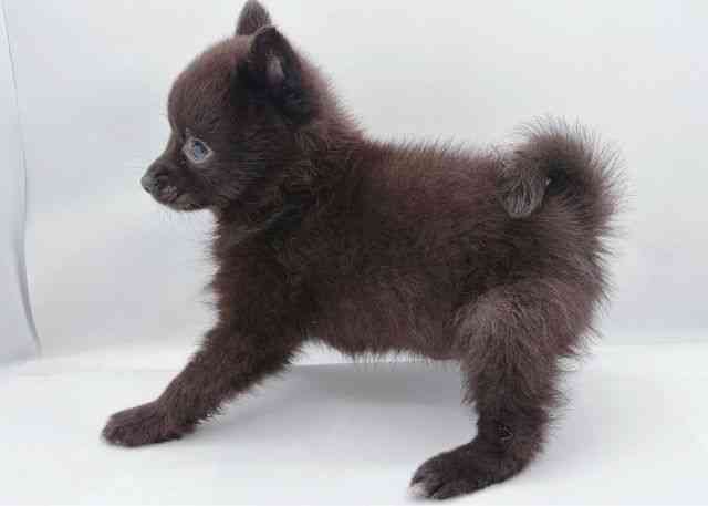 島根県のポメ柴/豆ポメ/ポメ豆柴(ポメラニアン×柴犬) (ひごペットフレンドリーイオン松江ショッピングセンター店/2026年2月20日生まれ/男の子/ブラック)の子犬の3枚目の画像