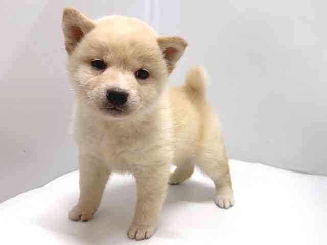 奈良県の柴犬(標準サイズ) (ひごペットフレンドリー奈良パワーシティ店/2026年2月22日生まれ/男の子/白)の子犬の3枚目の画像