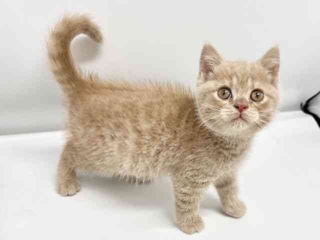 大阪府のブリティッシュショートヘアー (ひごペットフレンドリーイオンタウン豊中庄内店/2026年2月21日生まれ/男の子/クリームタビー)の子猫の3枚目の画像