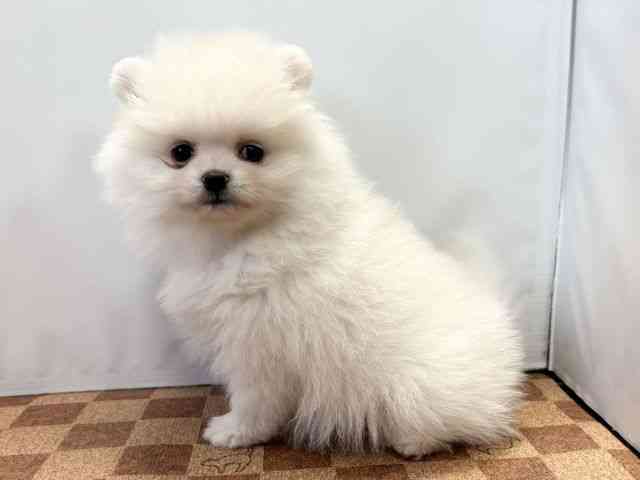 愛媛県のポメラニアン (ひごペットフレンドリーエミフルMASAKI店/2026年2月20日生まれ/女の子/ホワイト)の子犬の3枚目の画像