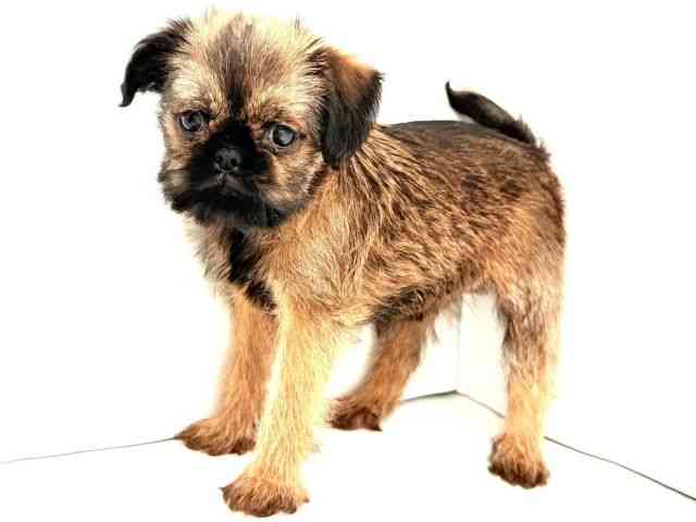 兵庫県のブリュッセルグリフォン (ひごペットフレンドリークラウンパーク伊丹店/2026年2月21日生まれ/女の子/レッド)の子犬の3枚目の画像