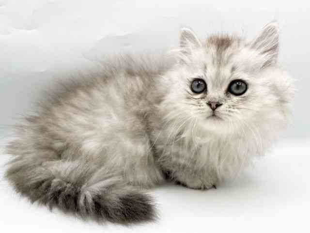 奈良県のマンチカン (ひごペットフレンドリートナリエ大和高田店/2026年2月14日生まれ/女の子/シルバースポットタビー)の子猫の3枚目の画像