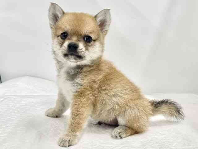 高知県のチワ柴/柴チワ/チワシバ(チワワ×柴) (ひごペットフレンドリーイオンモール高知店/2026年2月19日生まれ/男の子/赤)の子犬の3枚目の画像