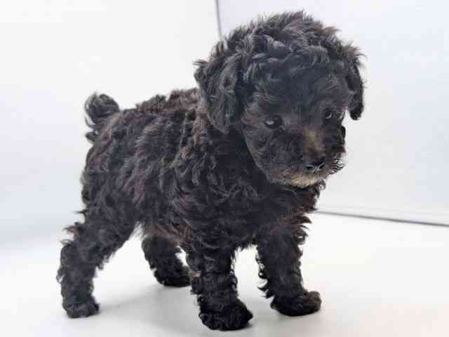 香川県のトイプードル(トイ) (ひごペットフレンドリーゆめタウン高松店/2026年2月15日生まれ/女の子/シルバー)の子犬の3枚目の画像