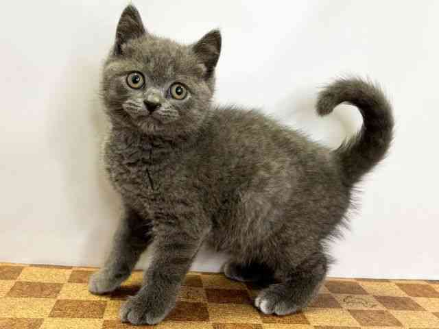 愛媛県のブリティッシュショートヘアー (ひごペットフレンドリーエミフルMASAKI店/2026年2月21日生まれ/男の子/ブルー)の子猫の3枚目の画像