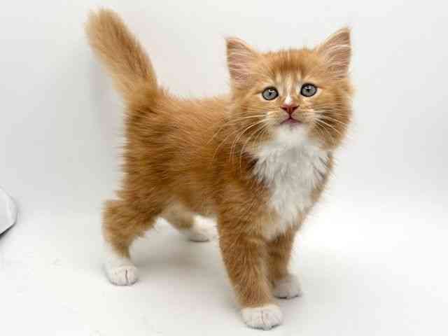 大阪府のメインクーン (ひごペットフレンドリーみのおキューズモール店/2026年2月22日生まれ/女の子/レッドタビーホワイト)の子猫の3枚目の画像