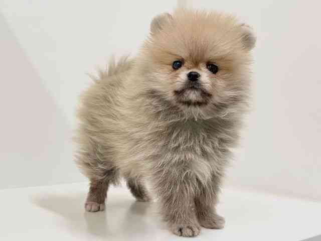 奈良県のポメラニアン (ひごペットフレンドリーイオンモール橿原ウエスト・ビレッジ店/2026年2月22日生まれ/男の子/クリームセーブル)の子犬の3枚目の画像