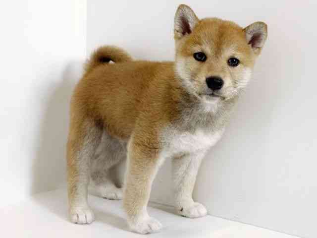 大阪府の柴犬(標準サイズ) (ひごペットフレンドリーアクロスプラザ住之江店/2026年2月20日生まれ/男の子/赤)の子犬の3枚目の画像