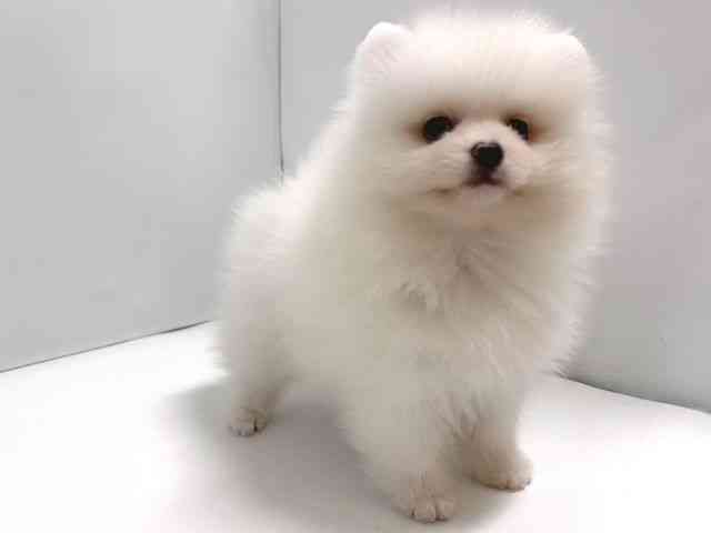 奈良県のポメラニアン (ひごペットフレンドリー奈良パワーシティ店/2026年2月22日生まれ/男の子/クリーム)の子犬の3枚目の画像