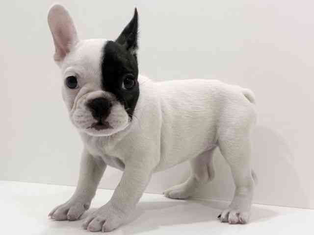 広島県のフレンチブルドッグ (ひごペットフレンドリーフジグラン神辺店/2026年2月12日生まれ/女の子/パイド)の子犬の3枚目の画像