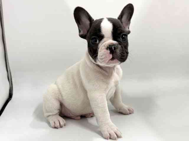 京都府のフレンチブルドッグ (ひごペットフレンドリー京都店/2026年2月12日生まれ/男の子/パイド)の子犬の3枚目の画像