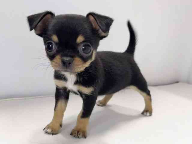 愛媛県のチワワ(スムース) (ひごペットフレンドリーイオンモール今治新都市店/2026年2月22日生まれ/女の子/ブラックタンホワイト)の子犬の3枚目の画像