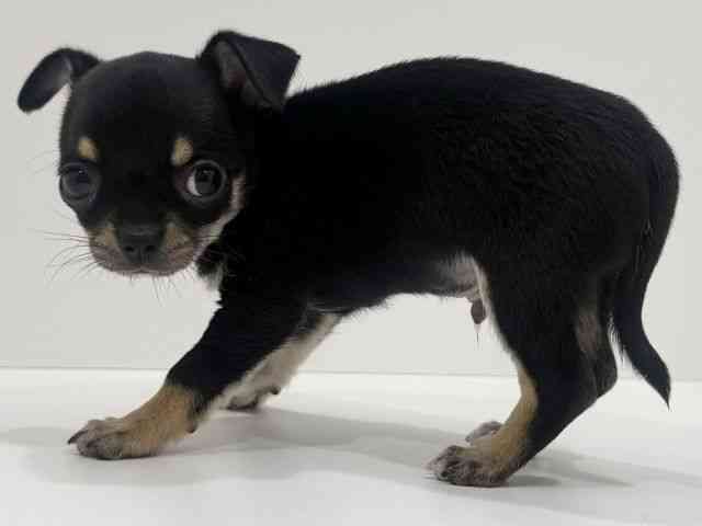 広島県のチワワ(スムース) (ひごペットフレンドリーフジグラン神辺店/2026年2月22日生まれ/男の子/ブラックタンホワイト)の子犬の3枚目の画像