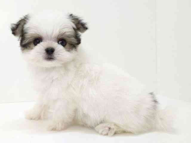 大阪府のチワマル/マルチワ(チワワ×マルチーズ) (ひごペットフレンドリーいこらもーる泉佐野店/2026年2月22日生まれ/男の子/ホワイトセーブル)の子犬の3枚目の画像