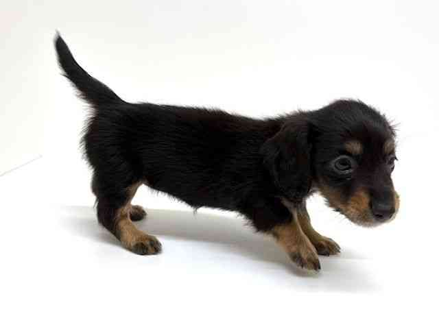 兵庫県のミニチュアダックスフンド(ロング) (ひごペットフレンドリーブルメールHAT神戸店/2026年2月22日生まれ/女の子/ブラックタン)の子犬の3枚目の画像