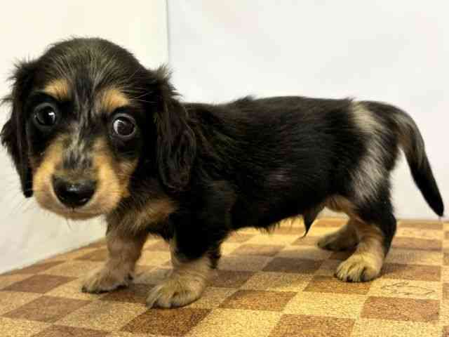 愛媛県のミニチュアダックスフンド(ロング) (ひごペットフレンドリーエミフルMASAKI店/2026年2月22日生まれ/男の子/シルバーダップル)の子犬の3枚目の画像