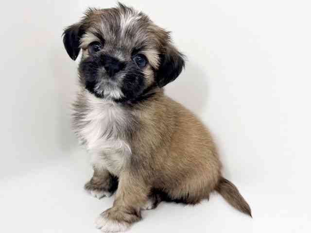 京都府のチワズー/チワシーズ(チワワ×シーズー) (ひごペットフレンドリーイズミヤショッピングセンター八幡店/2026年2月22日生まれ/男の子/セーブルホワイト)の子犬の3枚目の画像