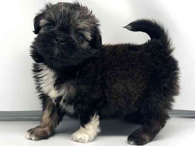 京都府のチワズー/チワシーズ(チワワ×シーズー) (ひごペットフレンドリー洛北阪急スクエア店/2026年2月22日生まれ/男の子/セーブルホワイト)の子犬の3枚目の画像