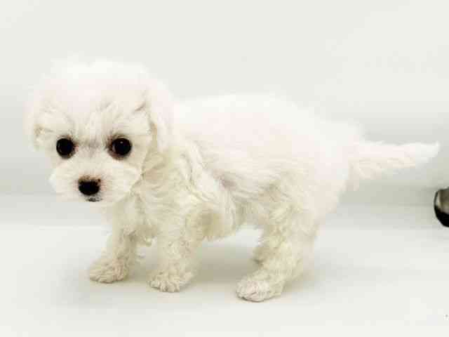 兵庫県のビションフリーゼ (ひごペットフレンドリーコロワ甲子園店/2026年2月20日生まれ/女の子/ホワイト)の子犬の3枚目の画像