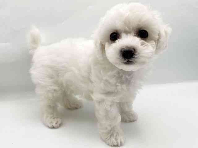 奈良県のビションフリーゼ (ひごペットフレンドリートナリエ大和高田店/2026年2月20日生まれ/女の子/ホワイト)の子犬の3枚目の画像