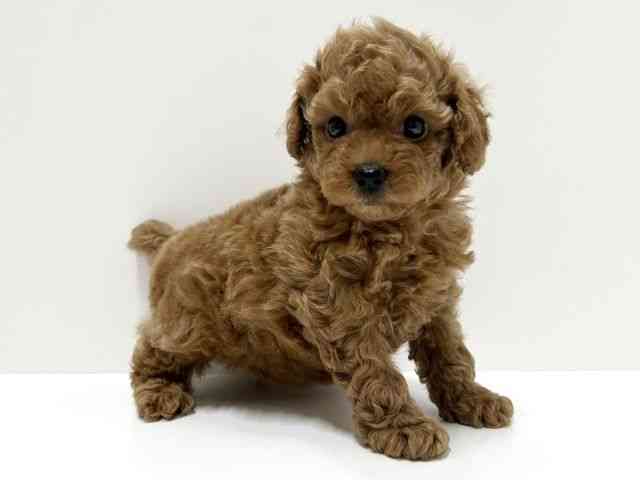 愛知県のトイプードル(トイ) (ひごペットフレンドリーららぽーと名古屋みなとアクルス店/2026年2月19日生まれ/女の子/オレンジフォーン)の子犬の3枚目の画像