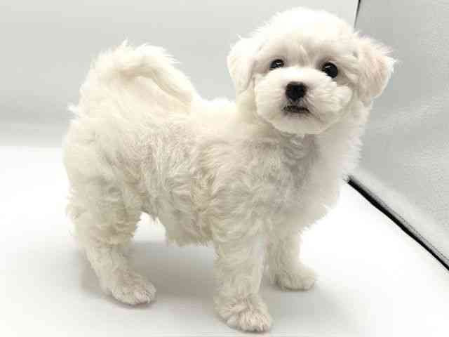 京都府のビションフリーゼ (ひごペットフレンドリーイオンモール高の原店/2026年2月22日生まれ/女の子/ホワイト)の子犬の3枚目の画像