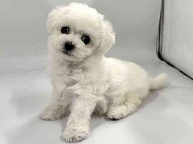 京都府のビションフリーゼ (ひごペットフレンドリー京都店/2026年2月22日生まれ/女の子/ホワイト)の子犬の3枚目の画像