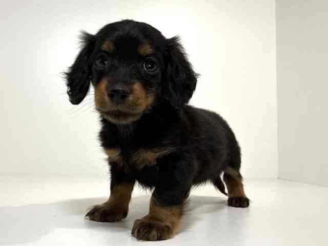 兵庫県のカニンヘンダックスフンド(ロング) (ひごペットフレンドリーイトーヨーカドー明石店/2026年2月17日生まれ/女の子/ブラックタン)の子犬の3枚目の画像