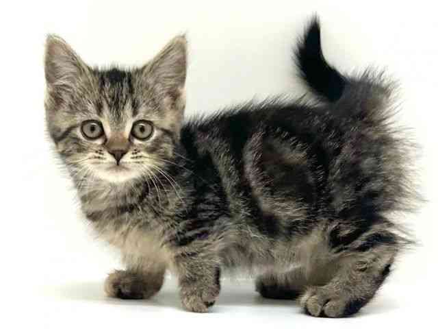 兵庫県のマンチカン (ひごペットフレンドリーブルメールHAT神戸店/2026年2月10日生まれ/女の子/ブラウンパッチドタビー)の子猫の3枚目の画像