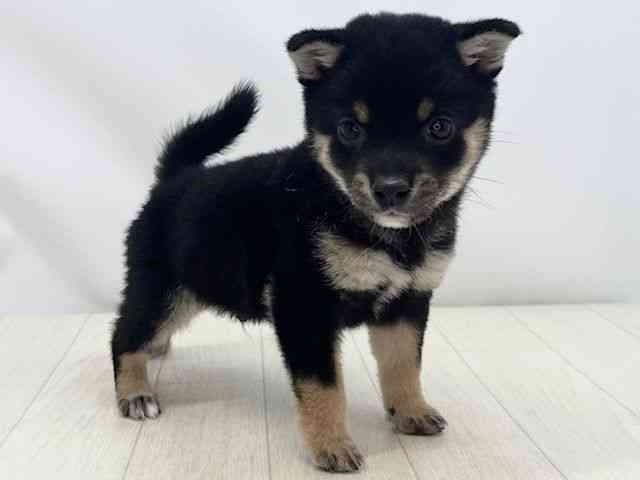 福岡県の柴犬(標準サイズ) (ひごペットフレンドリーゆめタウン筑紫野店/2026年2月15日生まれ/男の子/黒)の子犬の3枚目の画像