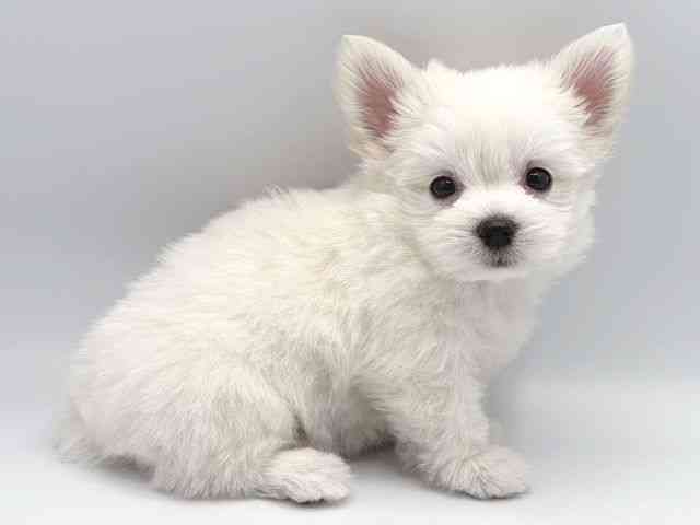 奈良県のチワマル/マルチワ(チワワ×マルチーズ) (ひごペットフレンドリー田原本店/2026年2月22日生まれ/女の子/ホワイトクリーム)の子犬の3枚目の画像