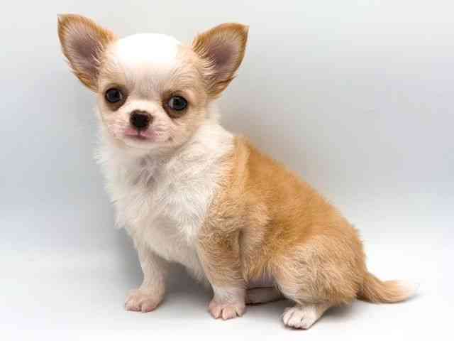 奈良県のチワワ(ロング) (ひごペットフレンドリー田原本店/2026年2月24日生まれ/男の子/フォーンホワイト)の子犬の3枚目の画像